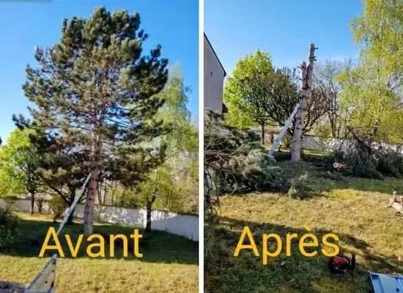 Projet élagage, abattage, taille, entretien n° 2