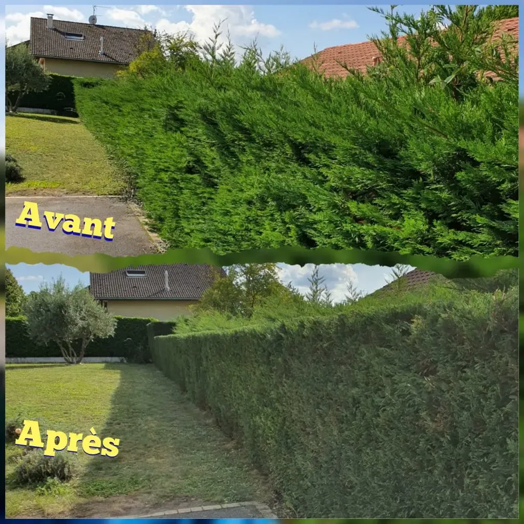 Projet élagage, abattage, taille, entretien n° 4